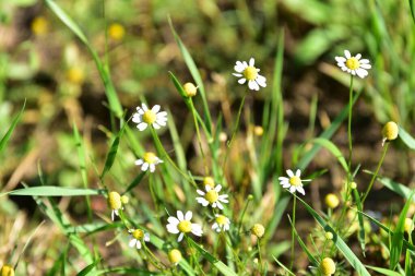 Güzel beyaz çiçeklerin yakın görüntüsü