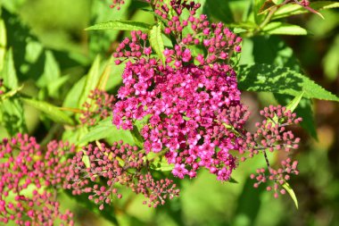 Bahçede yetişen narin mor çiçekler