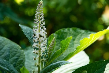 Güzel beyaz çiçeklerin yakın görüntüsü