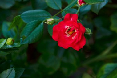 Bahçede yetişen kırmızı güller, yakın görüş