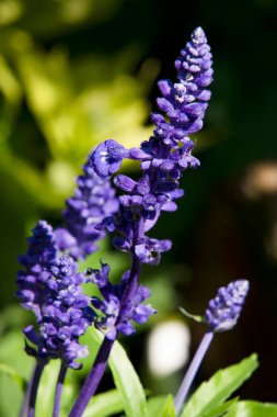 Bahçede yetişen narin mor çiçekler