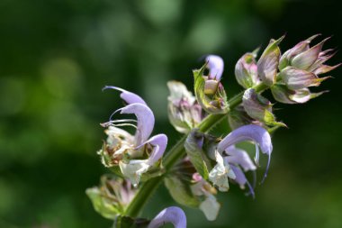 beautiful tender flowers growing in the garden