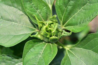Bahar bahçesinde yetişen yeşil bitkilere yakın.