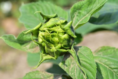 Bahar bahçesinde yetişen yeşil bitkilere yakın.