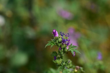 Bahçede yetişen narin mor çiçekler