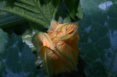 bahçede büyüyen güzel turuncu çiçekler