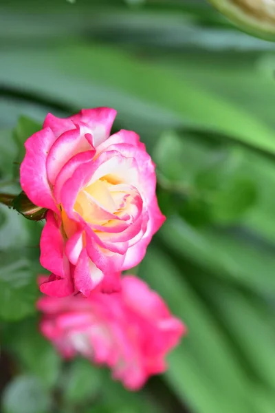 Linda Rosa Flor Crescendo Jardim — Fotografia de Stock
