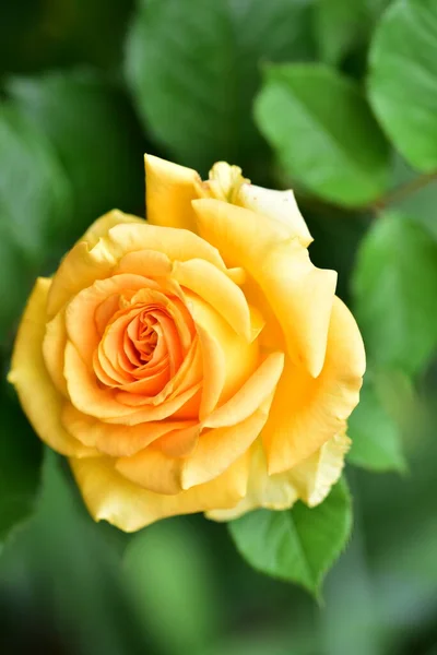 Belle Rose Tendre Jaune Dans Jardin — Photo