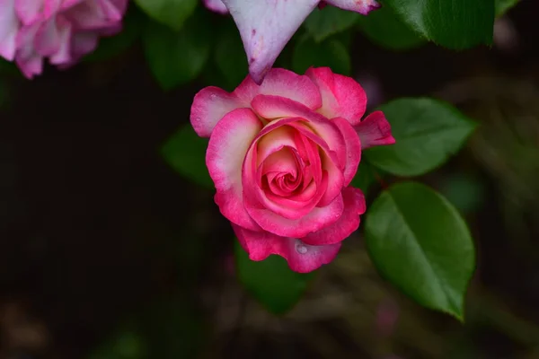 Bella Rosa Fiore Che Cresce Giardino — Foto Stock