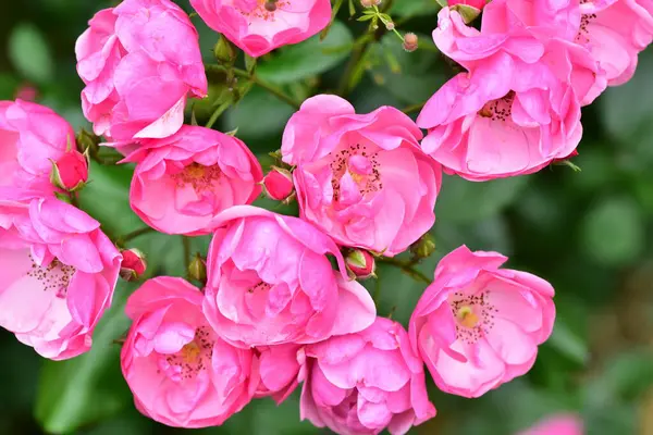 Bahçede büyüyen pembe çiçekler.