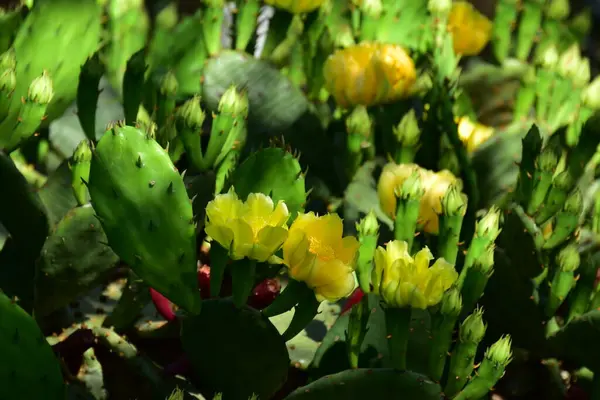 Fleurs Jaunes Poussant Dans Jardin — Photo