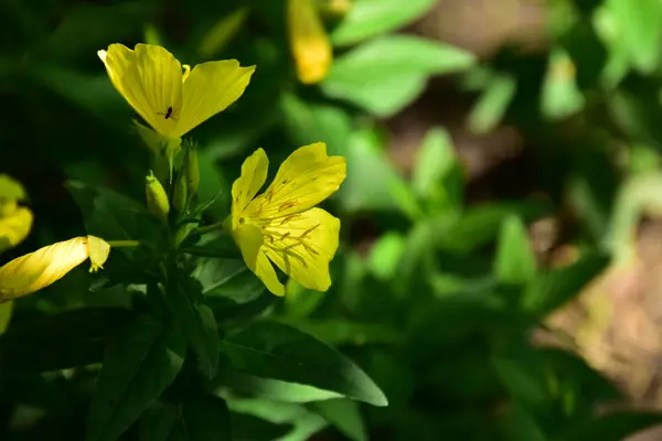 Gelbe Blumen Wachsen Garten — Stockfoto