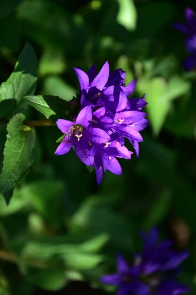 Τρυφερά Μωβ Λουλούδια Που Μεγαλώνουν Στον Κήπο — Φωτογραφία Αρχείου