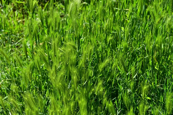 Green Wheat Grass Texture Background — 图库照片