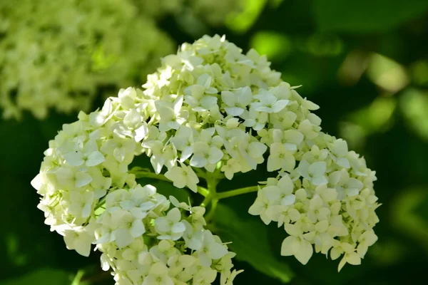 Close Uitzicht Mooie Witte Bloeiende Bloemen — Stockfoto