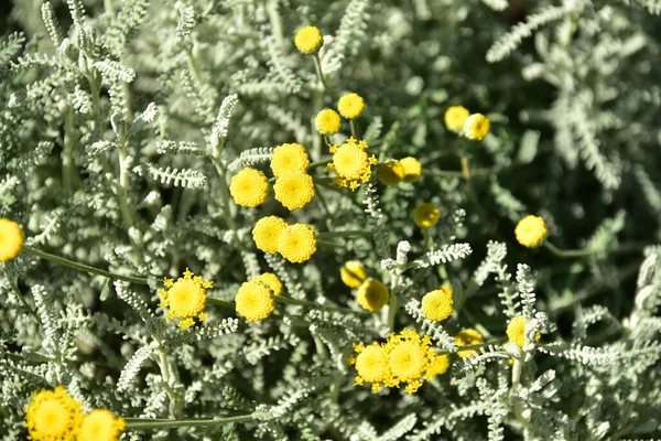 庭で育つ黄色の花 — ストック写真