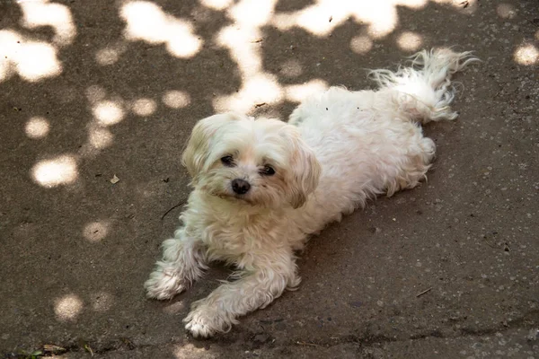 Cute Dog Ground — Stock Photo, Image