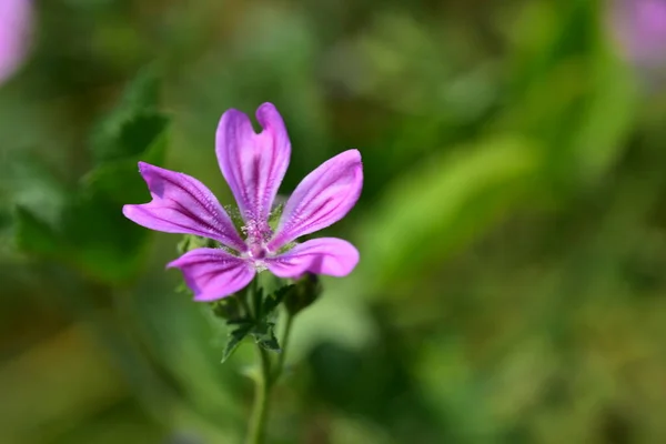 Tarjous Violetti Kukkia Kasvaa Puutarhassa — kuvapankkivalokuva