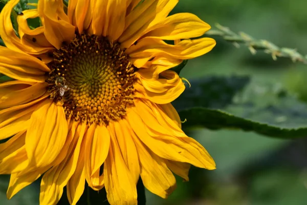 Slunečné Žluté Květy Rostoucí Zahradě — Stock fotografie