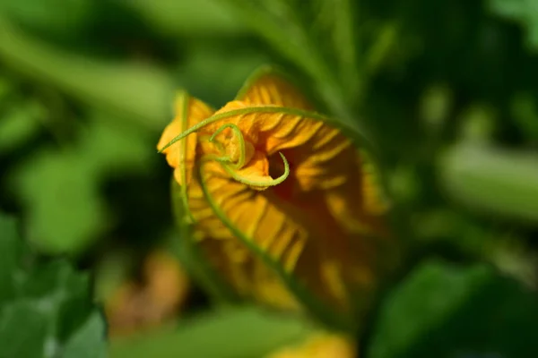 庭で育つ黄色の花 — ストック写真