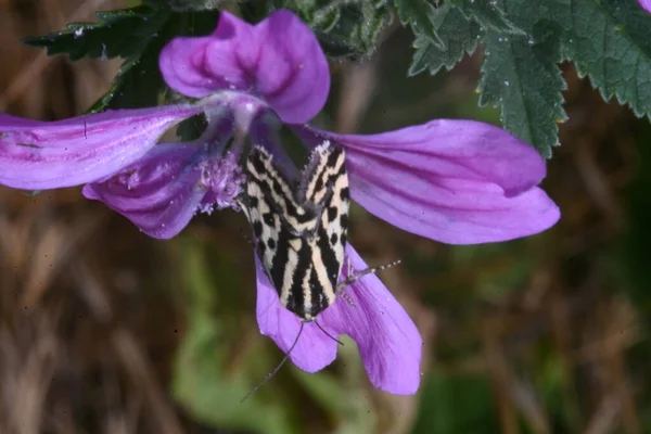 Beau Papillon Assis Sur Une Fleur — Photo