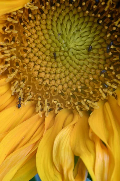 Zonnige Gele Bloemen Groeien Tuin — Stockfoto