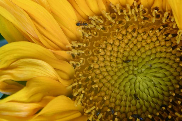 Fleurs Jaunes Ensoleillées Poussant Dans Jardin — Photo