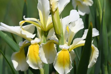 Bahçede yetişen güzel beyaz zambak çiçekleri