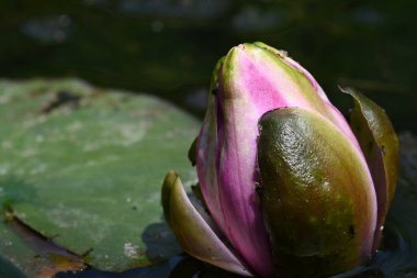 Gölette güzel pembe nilüfer çiçeği, yakın görüş.