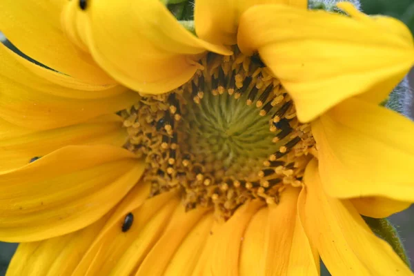Flores Amarillas Soleadas Que Crecen Jardín — Foto de Stock