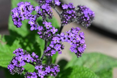 Bahçede yetişen narin mor çiçekler