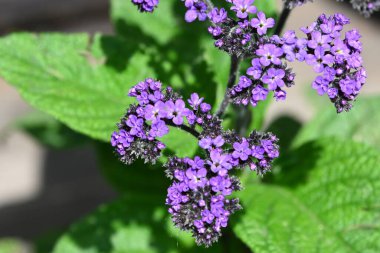 Bahçede yetişen narin mor çiçekler