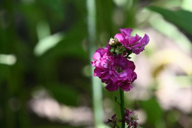 Bahçede büyüyen pembe çiçekler.