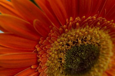 Güzel Gerbera çiçeği, yakın çekim manzarası