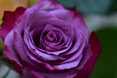 Yumuşak gül çiçeği, yakın görüş, yaz konsepti