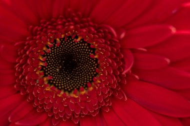 Güzel Gerbera çiçeği, yakın çekim manzarası