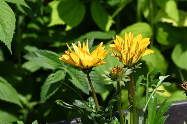 Саду Растут Желтые Цветы — стоковое фото