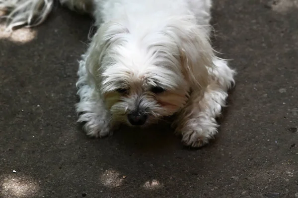 Netter Hund Auf Dem Boden — Stockfoto