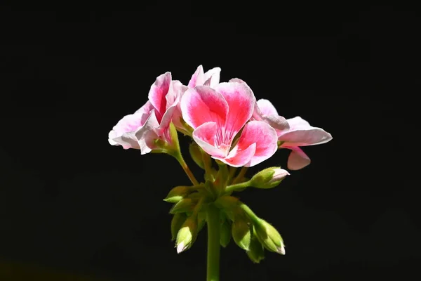 Bahçede Büyüyen Pembe Çiçekler — Stok fotoğraf