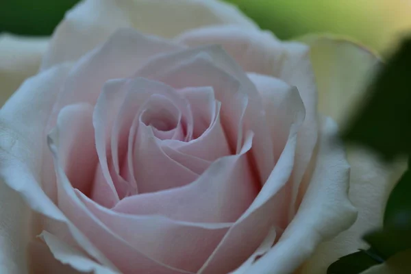 Hermosa Flor Rosa Creciendo Jardín — Foto de Stock