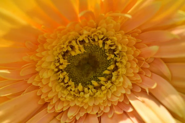 Красивый Цветок Герберы Вид Крупным Планом — стоковое фото