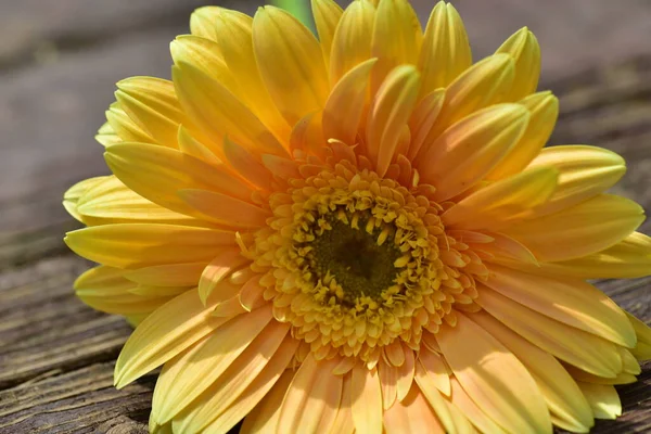 Gerbera Fleur Sur Surface Bois Vue Rapprochée — Photo