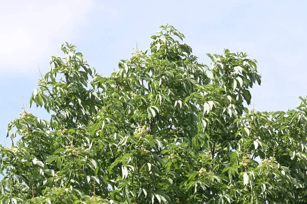 Зелене Листя Дерева Саду — стокове фото