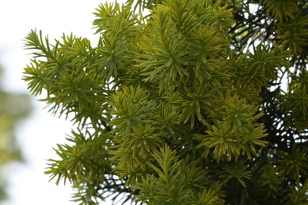 Зеленые Листья Дерева Саду — стоковое фото