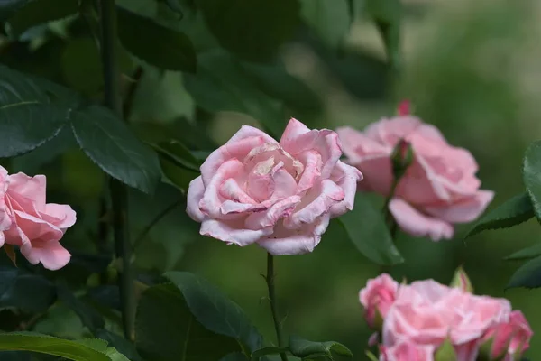 Fioritura Fiori Rosa Che Crescono Giardino — Foto Stock