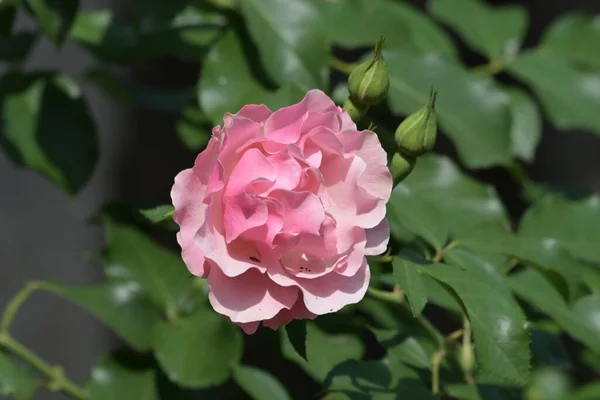 Belles Fleurs Roses Poussant Dans Jardin — Photo