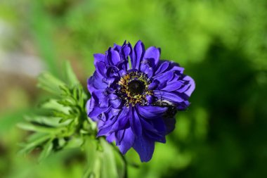 Bahçede açan güzel mor çiçeğe yaklaş.