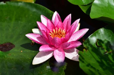 Gölette güzel pembe nilüfer çiçeği, yakın görüş.