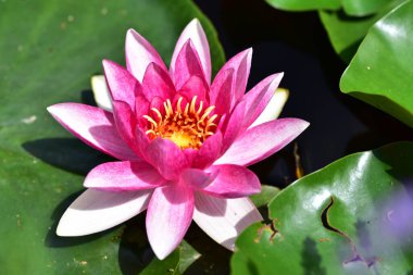 Gölette güzel pembe nilüfer çiçeği, yakın görüş.