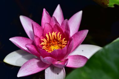 Gölette güzel pembe nilüfer çiçeği, yakın görüş.